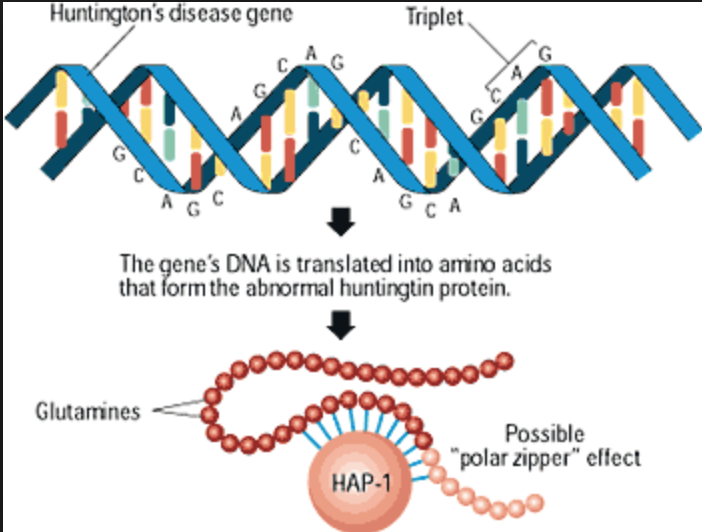 Болезнь Гентингтона. Huntington s disease. Болезнь Хорея Гентингтона патогенез. Хорея Гентингтона генная мутация.